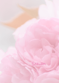 Japanese SAKURA Theme 12