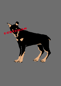 Doberman dog