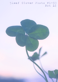 5leaf Clover Photo#1-30Not AI