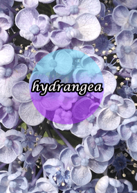 beautiful purple hydrangea2