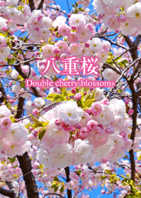 "Double cherry blossoms 2" theme
