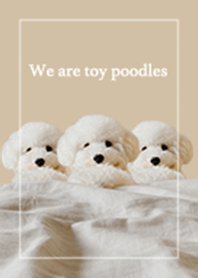 We are toy poodles ❤︎