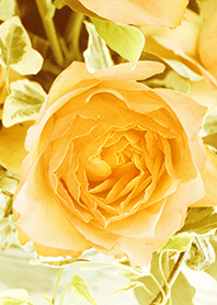 one rose -orange-