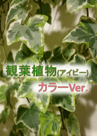 観葉植物(アイビー)のテーマ Ver.カラフル