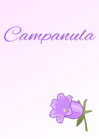 Flower series Campanula
