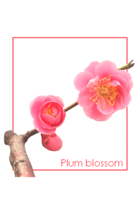 梅の花 ~ピンク~