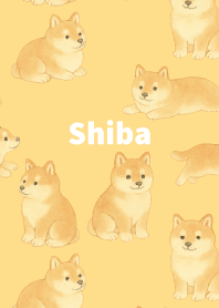 Chubby Shiba Inu on  B & Y