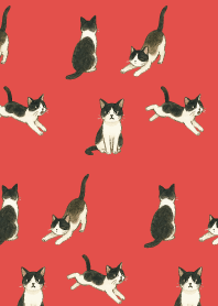 tuxedo cat05 on red