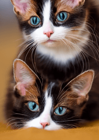 nyanko great runaway#cdvaf227