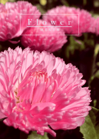 Flower 4 -Daisy-