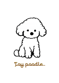 Toy poodle THEME 4