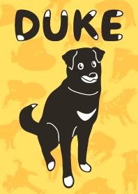 Black dog Duke