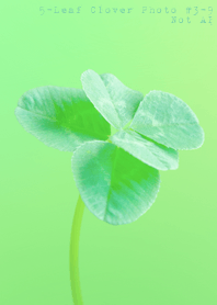 5-leaf clover Photo#3-9 Not AI