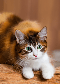 nyanko great runaway#bpux030