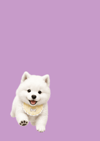 Baby Samoyed light purple JP
