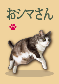 Cats Shima-chan