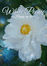 White Peony