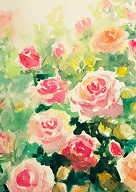 Beautiful rose flower(R4446)