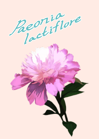 Paeonia lactiflora