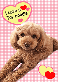I love a toy poodle2