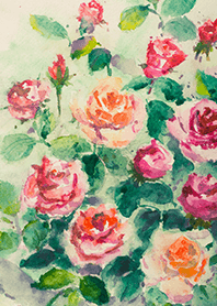 Beautiful rose flower(R4635)