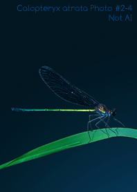 Calopteryx atrata Photo#2-4Not AI