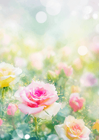 Beautiful rose flower(R2855)