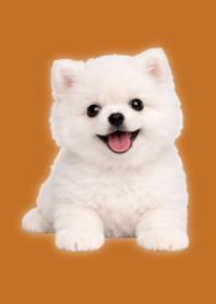 White Pomeranian Plush Brown 05