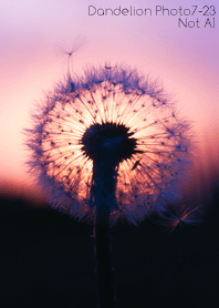 Dandelion Photo 7-23Not AI