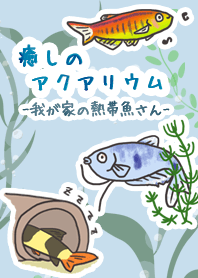 癒しのアクアリウム-我が家の熱帯魚さん-