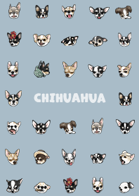 chihuahua2 / light steel blue