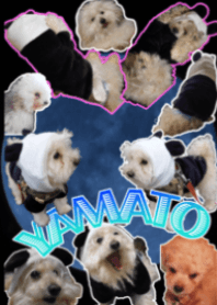 beloved dog-Yamato(theme)
