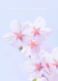 Real cherry blossom #8-1