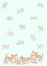 かわいい幸せそうなチワワ.9