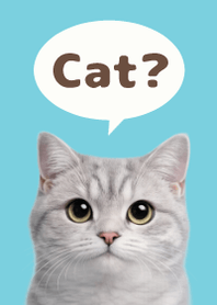 British Shorthair Simples 3 Green 06