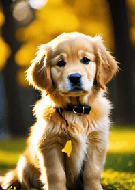 Golden Retriever   5A40aA