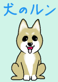 柴犬のルン