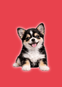 ぬいぐるみ風チワワの着せ替え Red 03