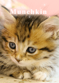 愛くるしい子猫のマンチカン