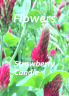Floweres:  Strawberry Candle
