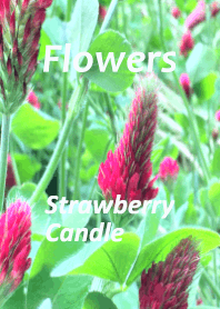 Floweres:  Strawberry Candle