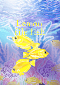 Lemon file fish