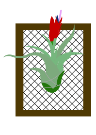 Living with Tillandsia