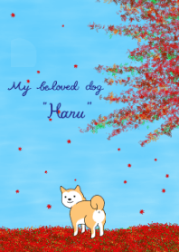 柴犬の「はる」の秋