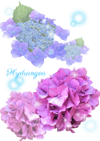 Blue Hydrangea