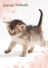 SAKURA Somali