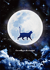带来好运✨ 猫在月光下行走
