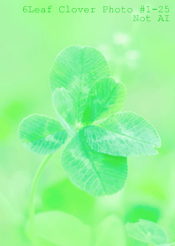 6leaf Clover Photo#1-25Not AI