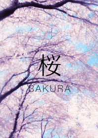 sakura -桜-