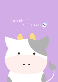 CLOSEUP OF CALF's FACE-PURPLE